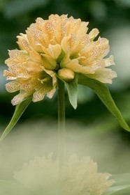 Gentiane ponctuée, Gentiana punctata
