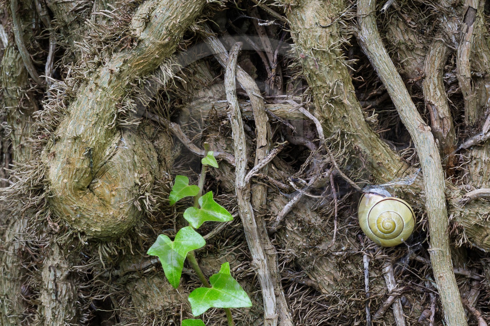 ENS de l'Isère, étang de Mai