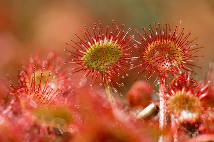 Droséra à feuilles rondes, Drosera rotundifolia