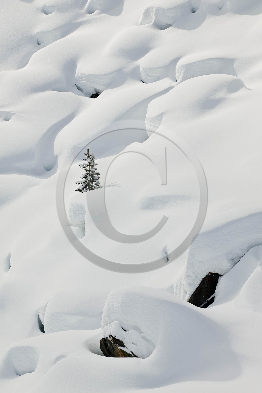 Ceillac, pins cembro sous la neige