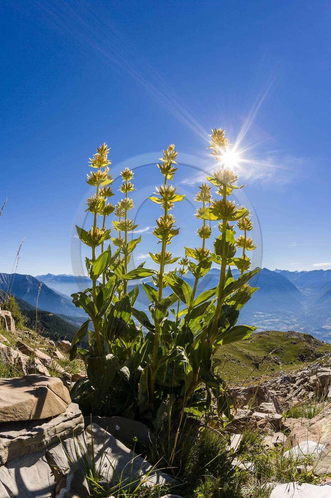 Gentiane jaune, Gentiana lutea