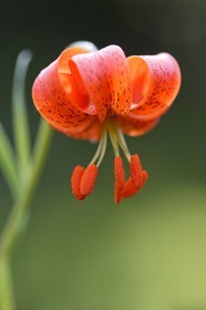 Lis pompon, Lilium pomponium
