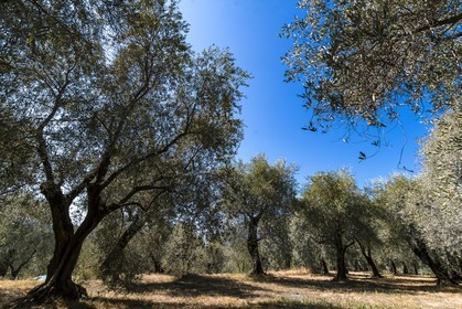 Spéracèdes, Campagne du Virat, Claude Martin, oléicultrice