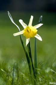 Jonquille, Narcissus jonquilla