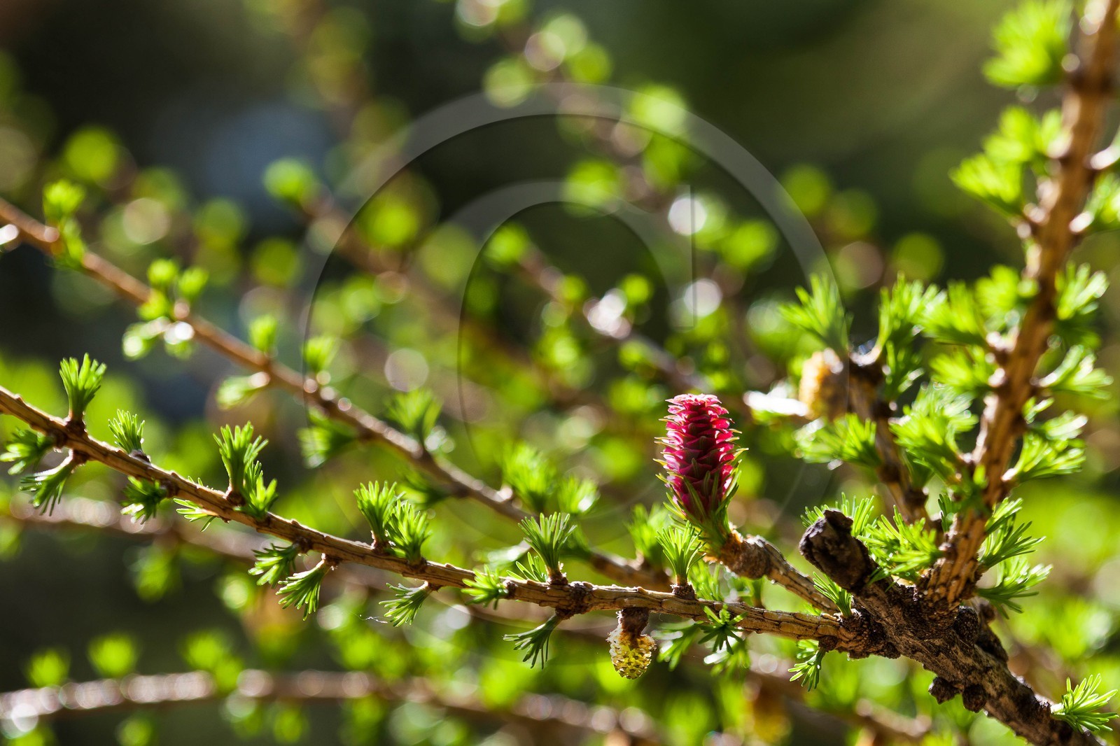 Cône femelle de mélèze (larix décidua)