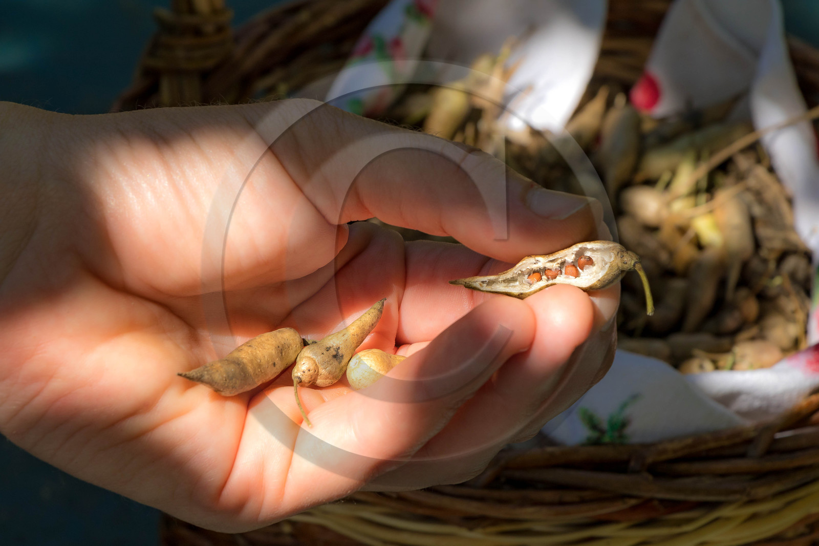 Graines de radis noir