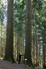 Parc national des Cévennes, forêt du Mont Aigoual, Les 2 géants de la Foux, Sapin de Vancouver, Abies Grandis