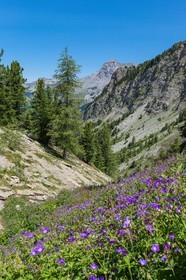 Ubaye, Vallon du Laverq, géranium des bois, Geranium sylvaticum