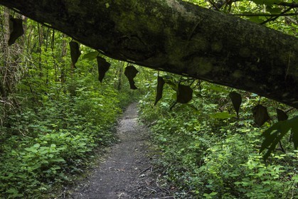 ENS de l'Isère, bois de la Bâtie