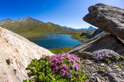 col du Longet, Lac du Longet, silène acaule (Silene acaulis) et