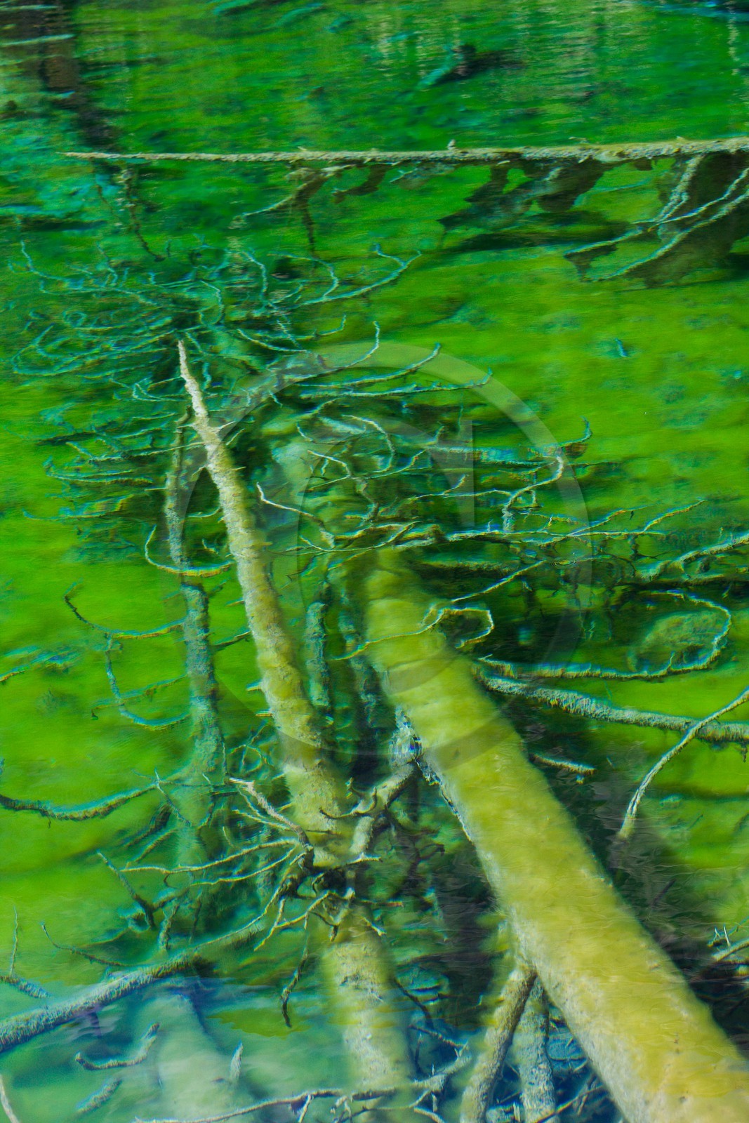 Lac Vert, vallée Etroite