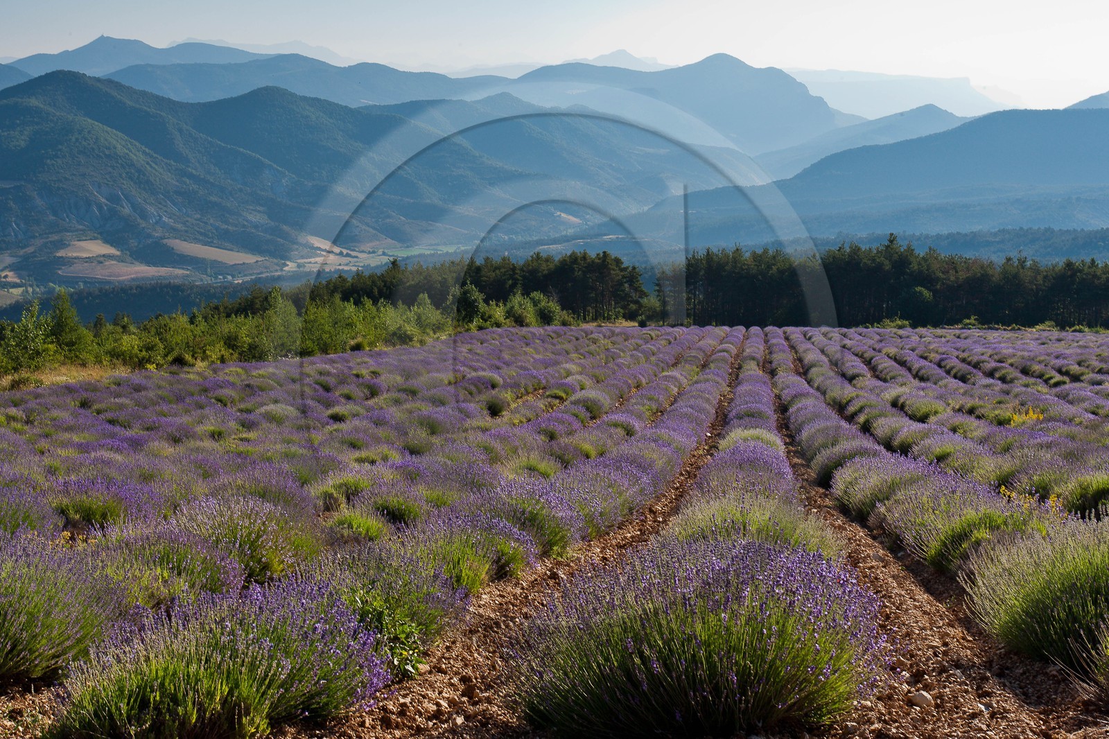 Champs de lavandes et la chaine des Ecrins