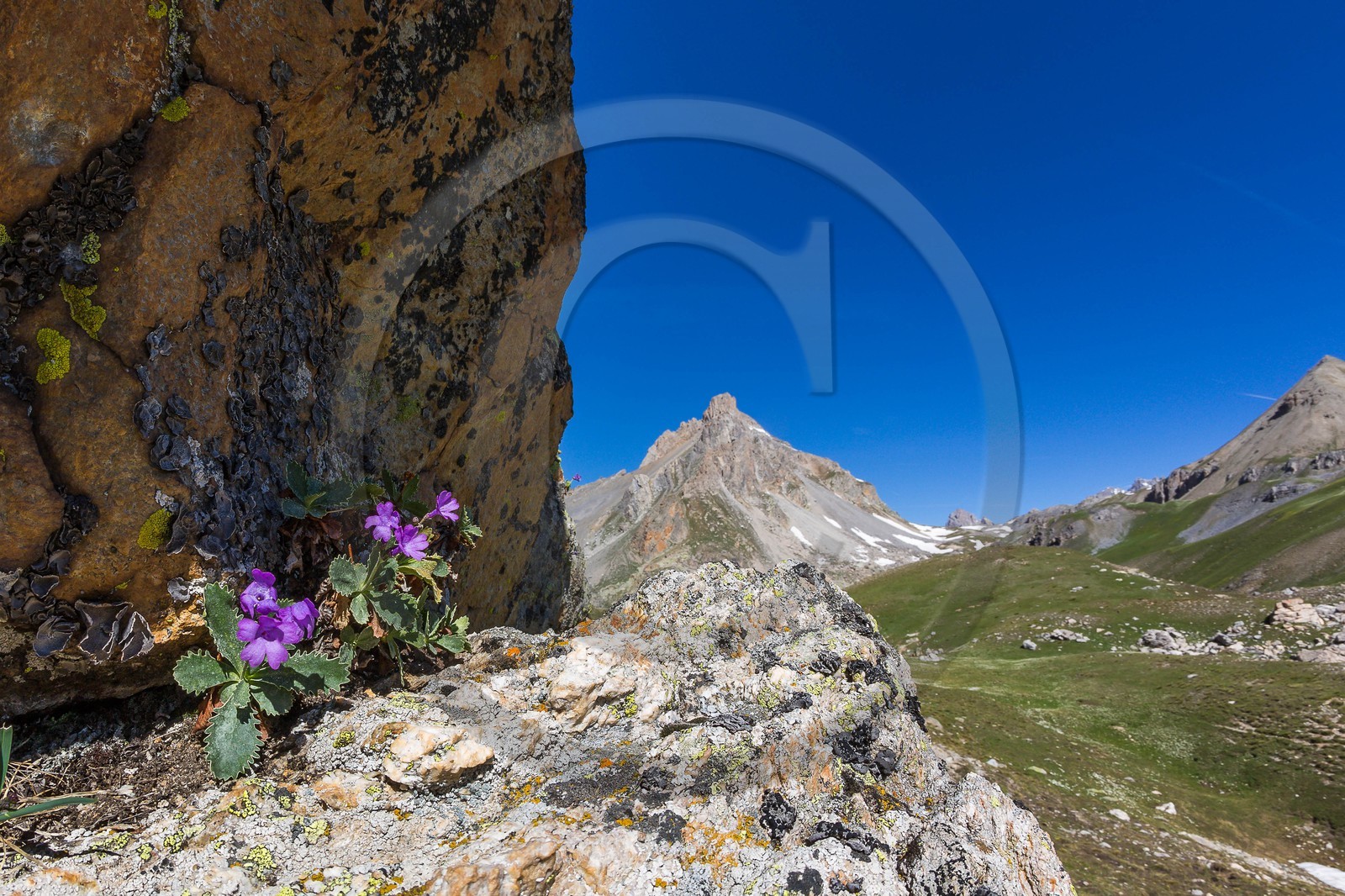 Vallon de l'Orrenaye ,Primevère marginée, Primula marginata