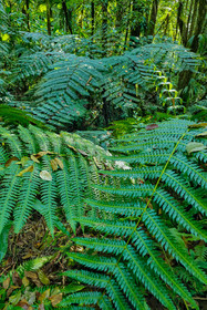 Forêt tropicale, Parc national de la Guadeloupe