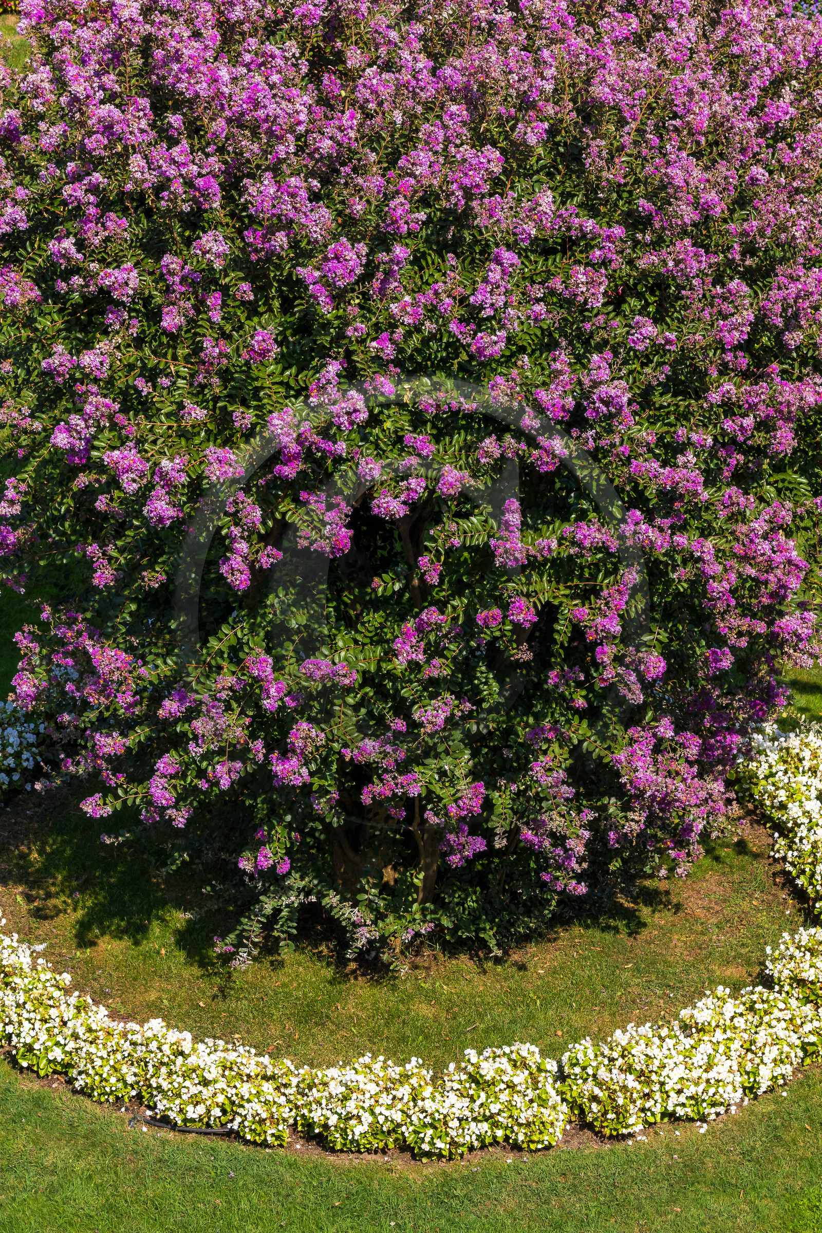 Lac Majeur, Isola Bella