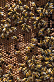 Margaux and Didier Pissard, beekeepers