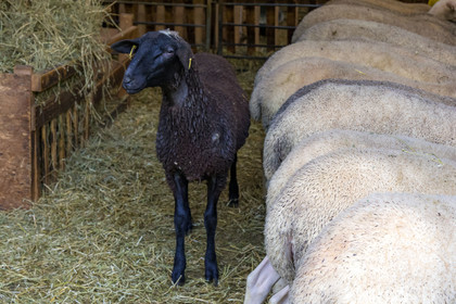 Bergerie de la Lignarre