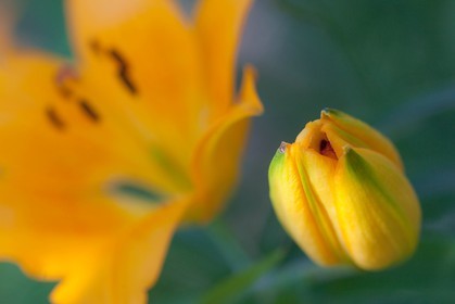 Lis orangé, Lilium bulbiferum subsp. croceum