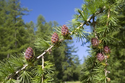 Cône femelle de mélèze (larix décidua)