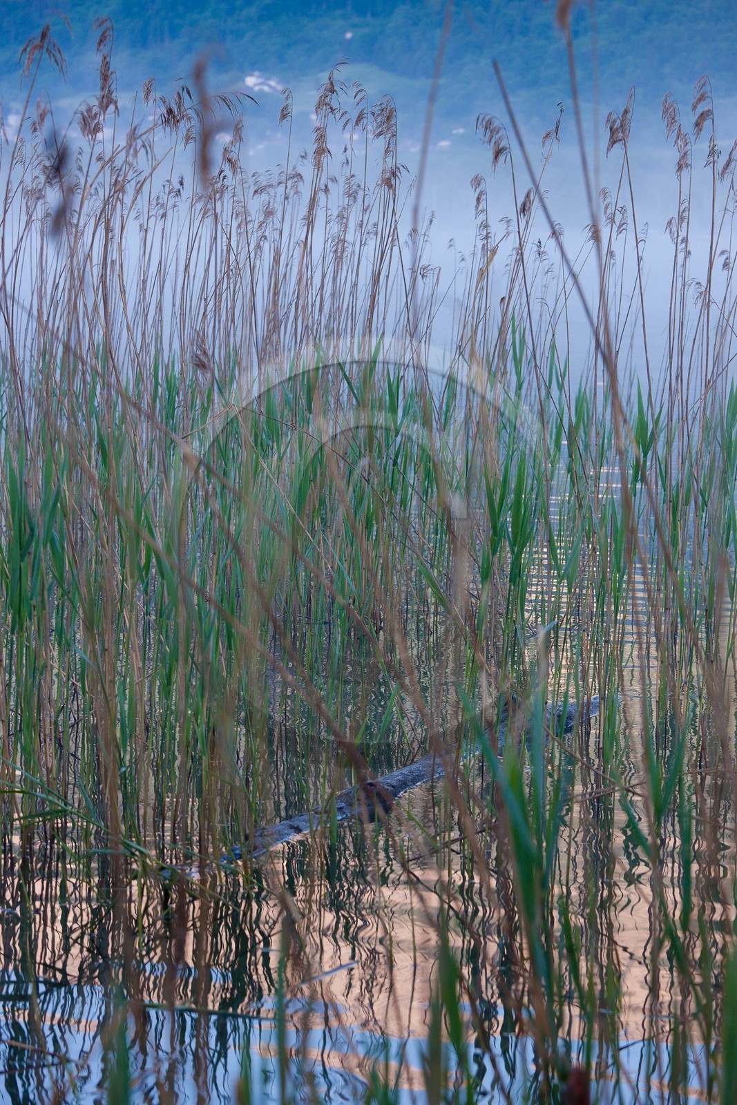 Réserve naturelle du Bout du Lac d'Annecy, roselière