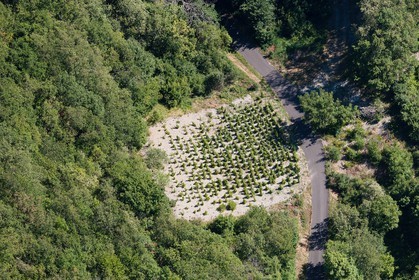 Forêt, Plantation