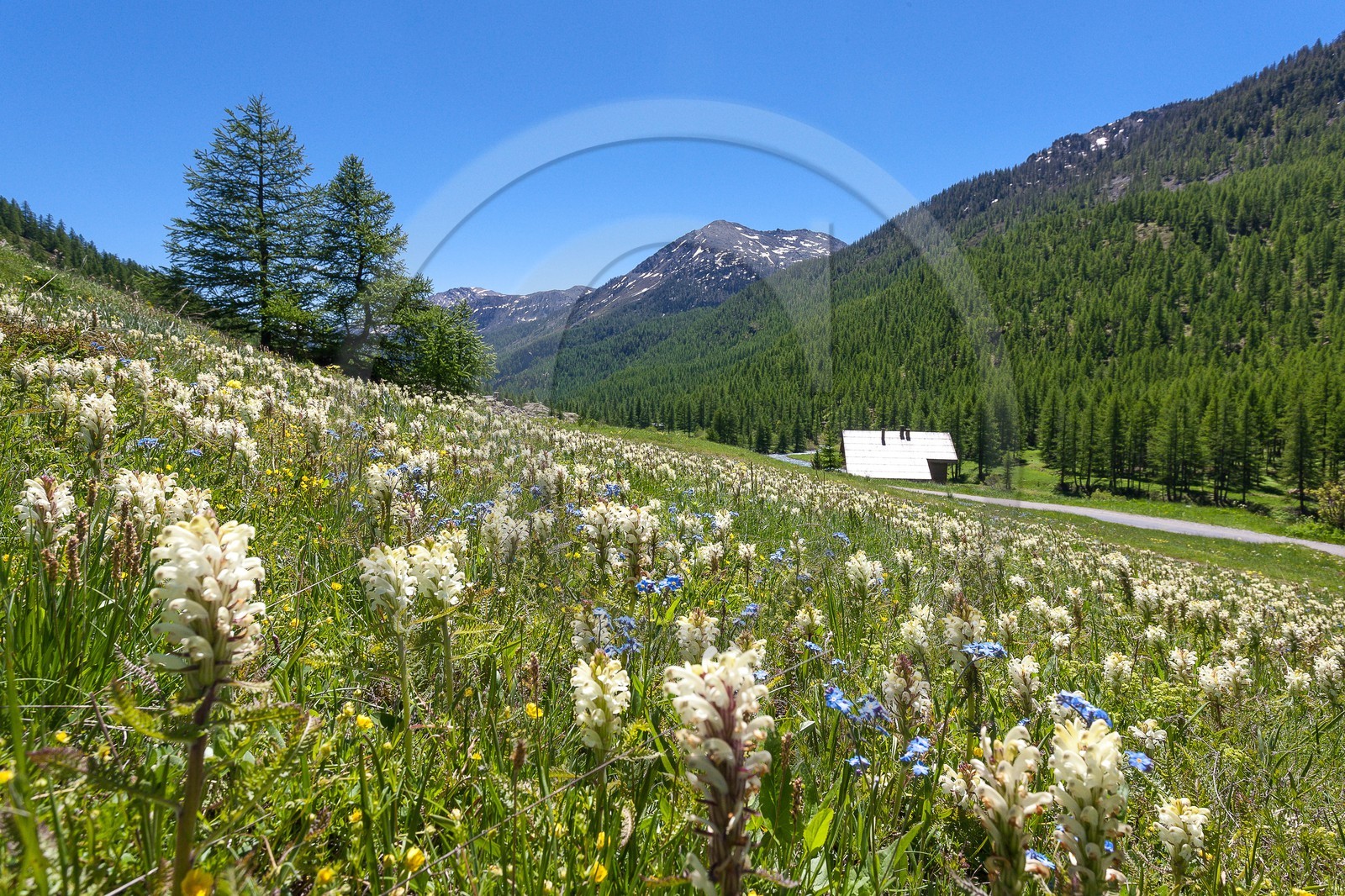Pédiculaire tubéreuse, Pedicularis tuberosa