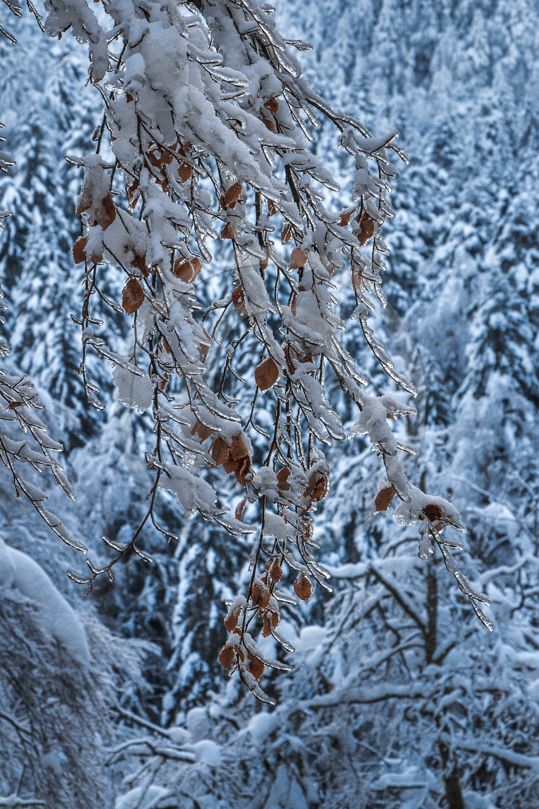 ENS de l'Isère, Les Ecouges