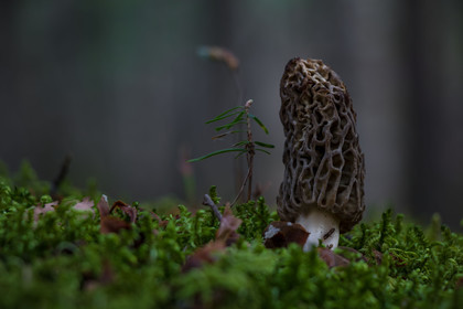 Morille, Morchella