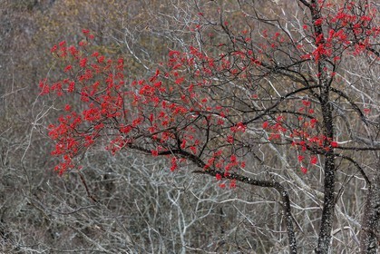 Col d'Ornon, sorbier des oiseleurs (Sorbus aucuparia L.)