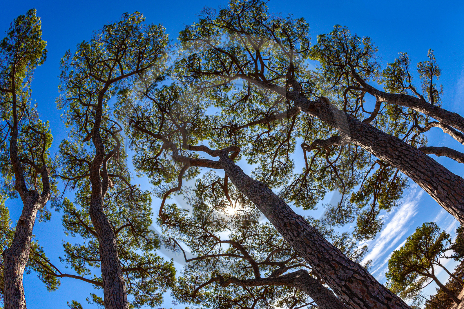 Porto-Vecchio, Palombaggia, pin parasol