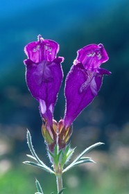 Dracocéphale d'Autriche, Dracocephalum austriacum