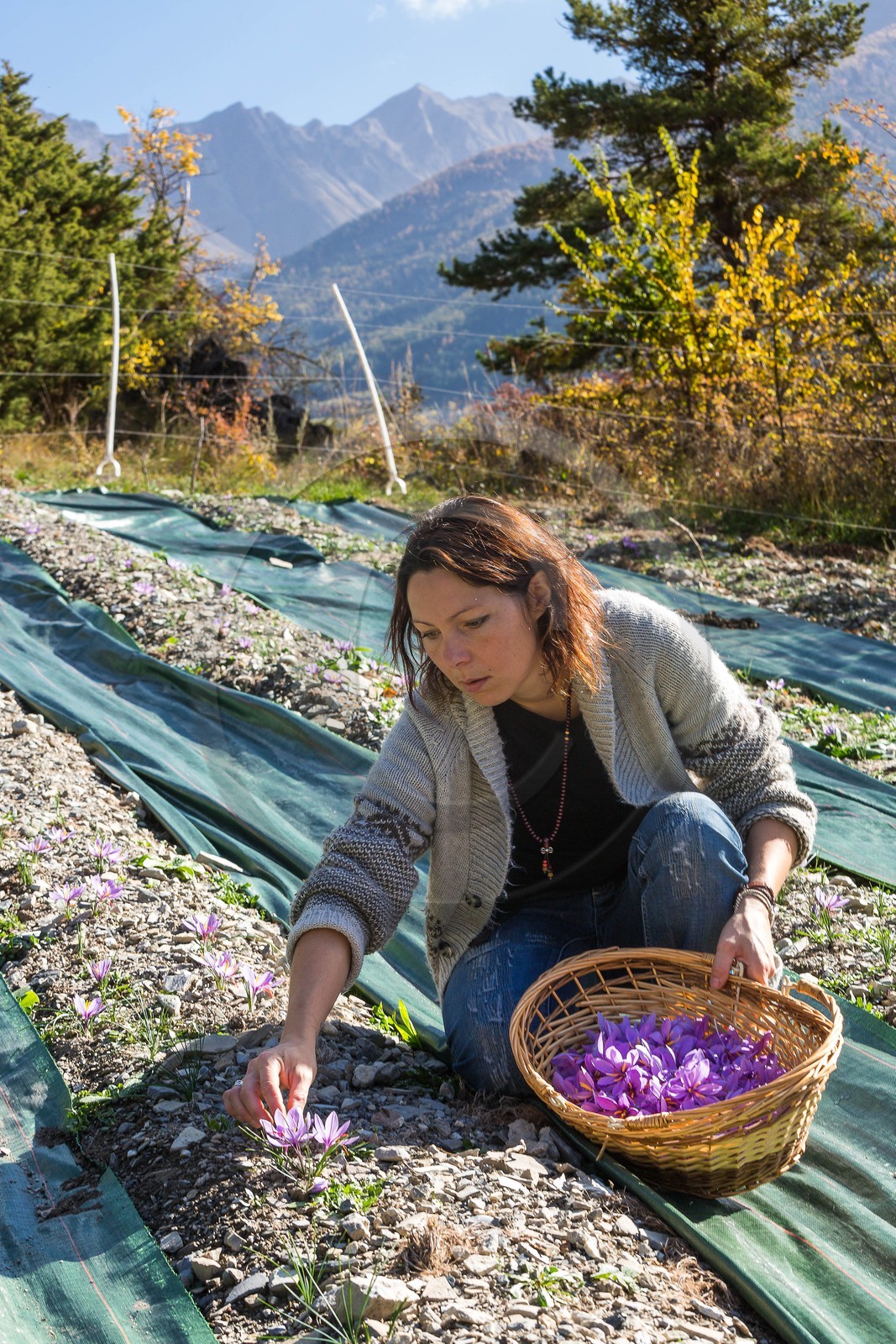 Carole Prost cultive du safran qui ensoleille ses créations