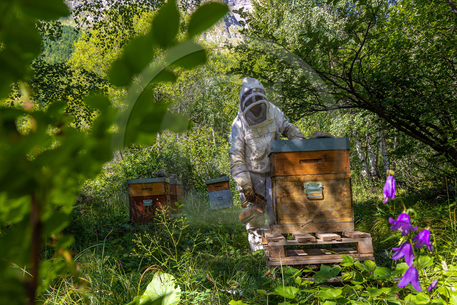 La miellerie du Lauzet