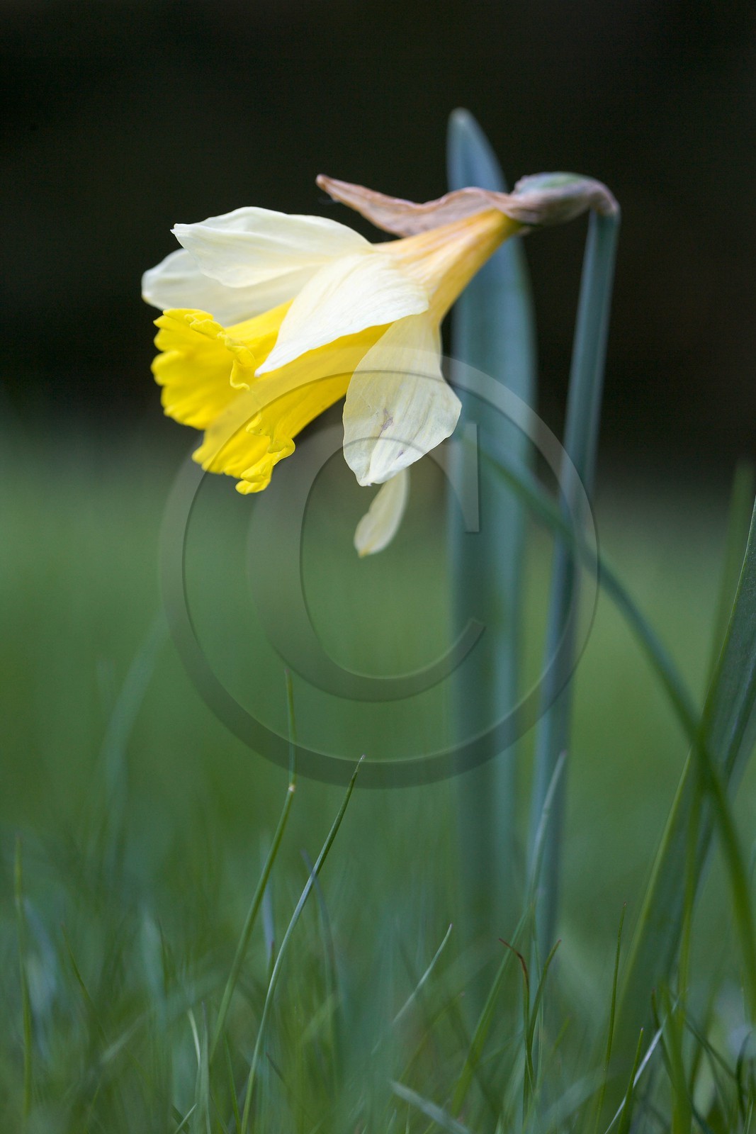 Jonquille, Narcissus jonquilla