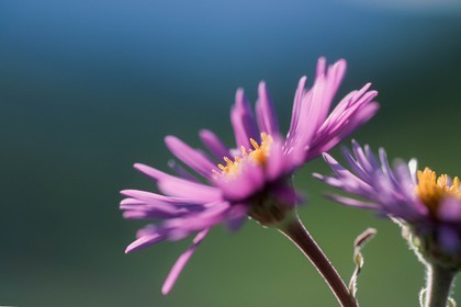 Aster des Alpes, Aster alpinus