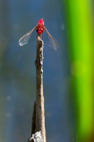 ENS de l'Isère, espace alluvial de la Rolande, Sympétrum sanguin (Sympetrum sanguineum)