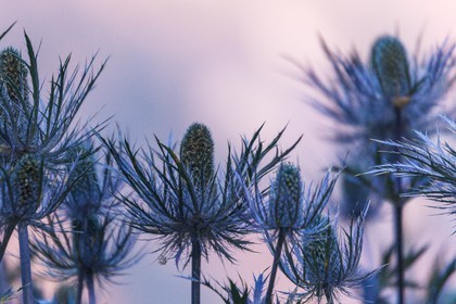 Chardon Bleu, Panicaut des Alpes, Eryngium alpinum