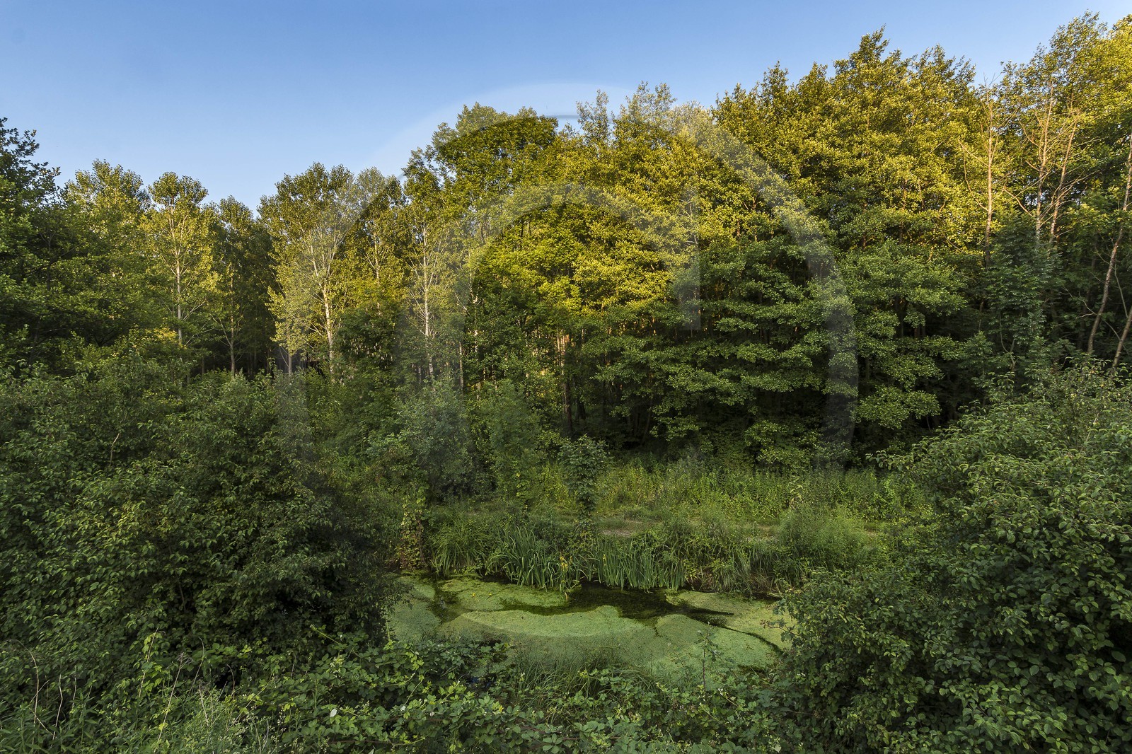 ENS de l'Isère, Prairies inondables de Pont-Évêque