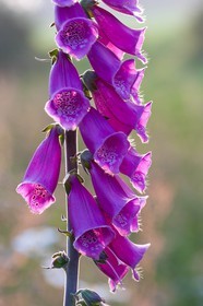 Digitale pourpre, Digitalis purpurea