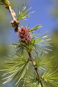 Cône femelle de mélèze (larix décidua)