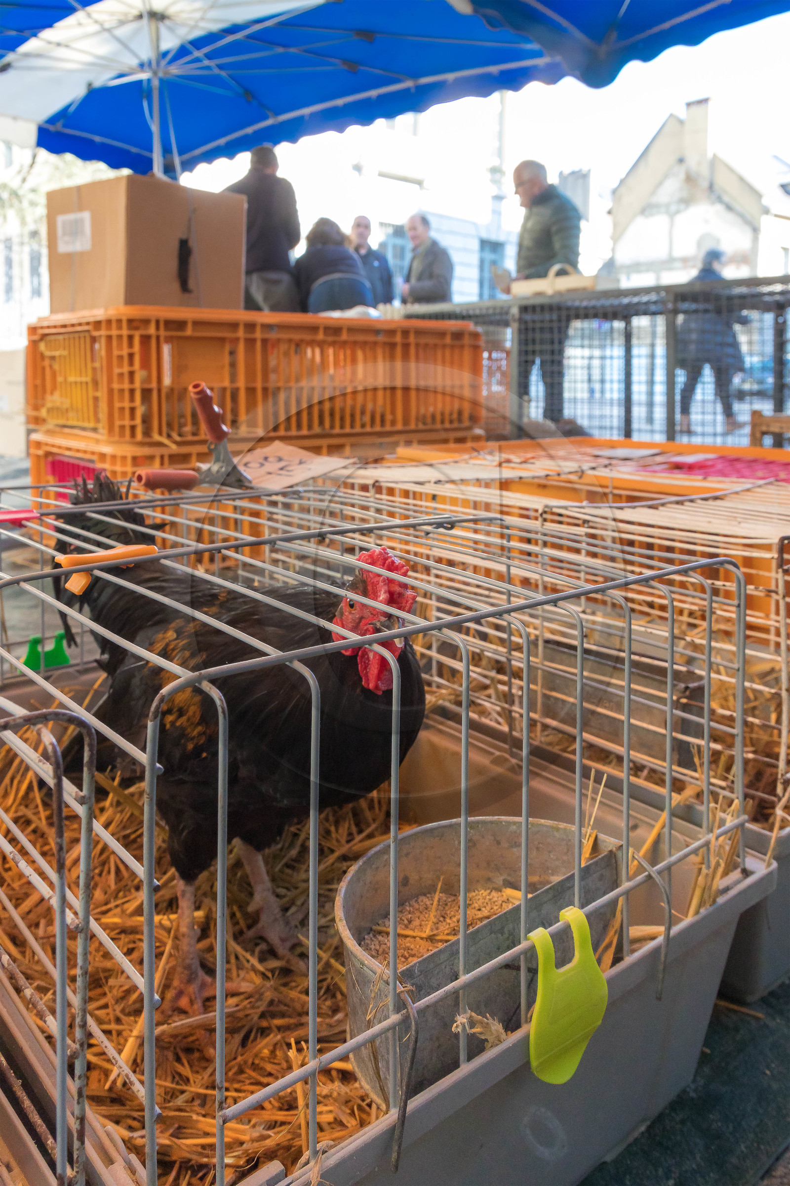 Chambéry, sur le marché du samedi
