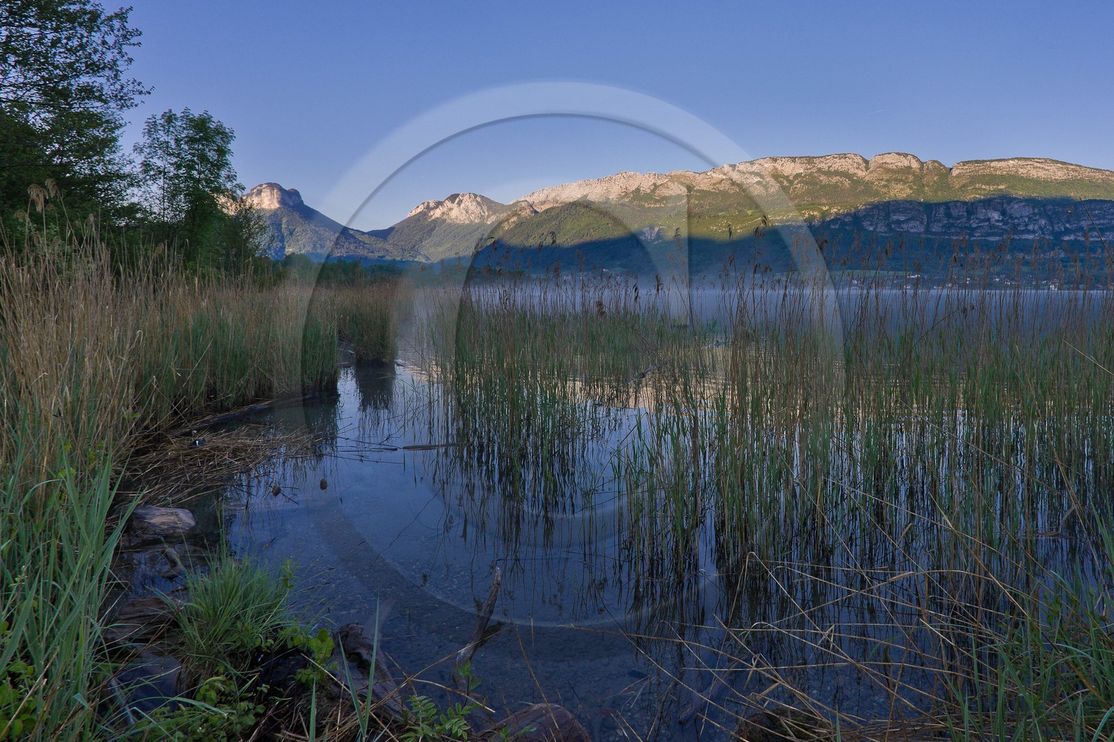 Réserve naturelle du Bout du Lac d'Annecy, roselière