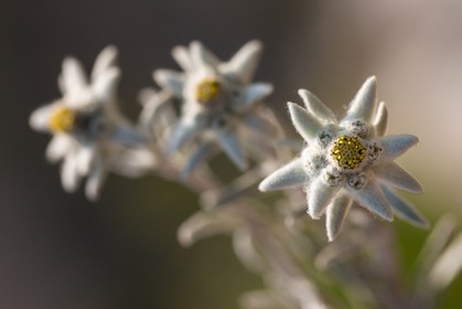 Edelweiss, Leontopodium alpinum