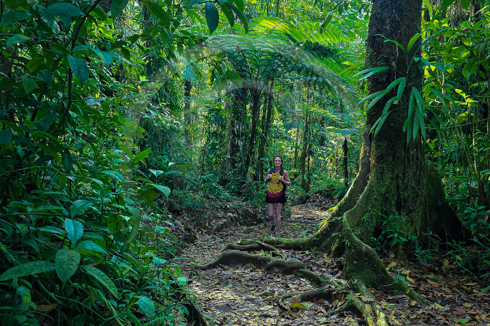 Forêt tropicale, Parc national de la Guadeloupe