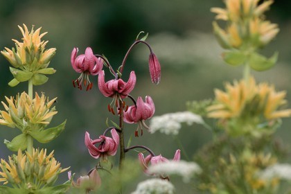 Lis martagon, Lilium martagon