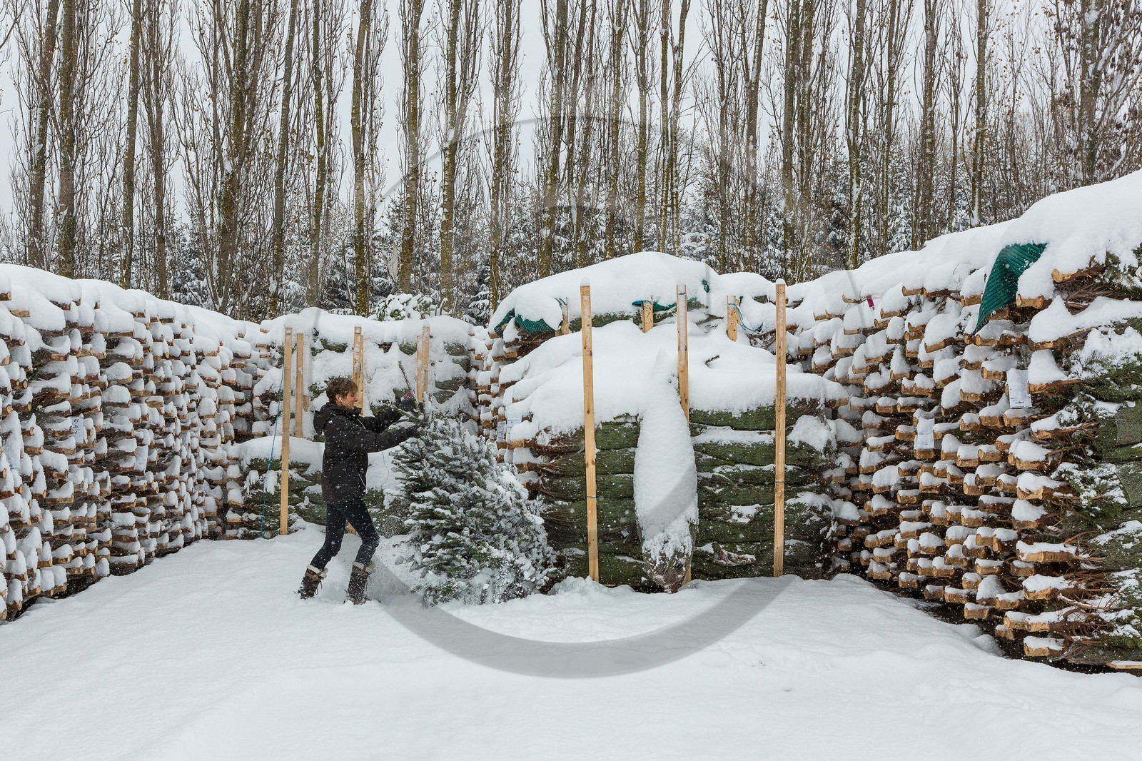 Pépinière Robin, producteur de sapin de Noël, Christine Robin