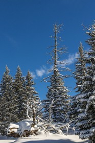 ENS de l'Isère, Plateau de la Molière et du Sornin