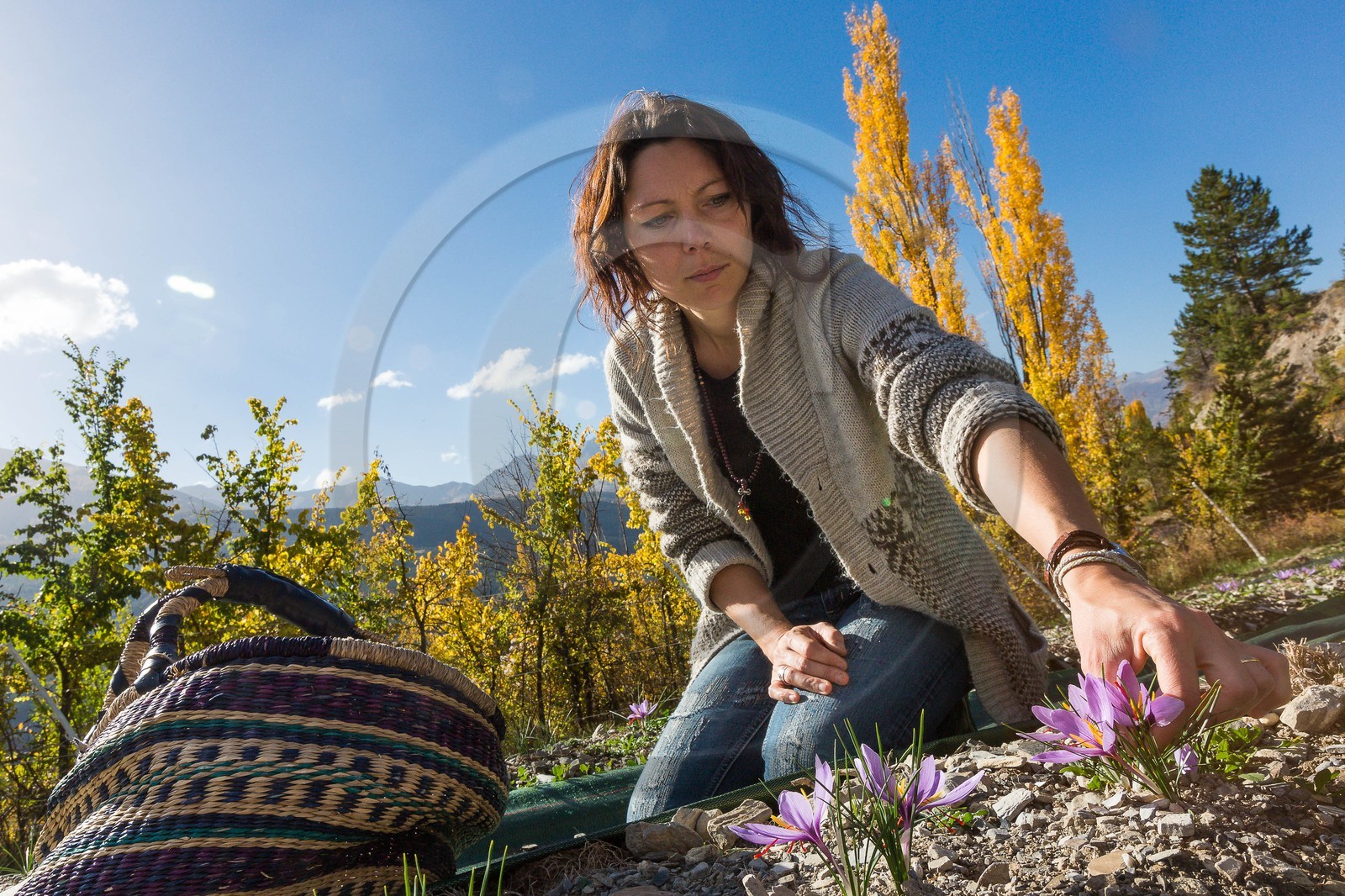 Carole Prost cultive du safran qui ensoleille ses créations