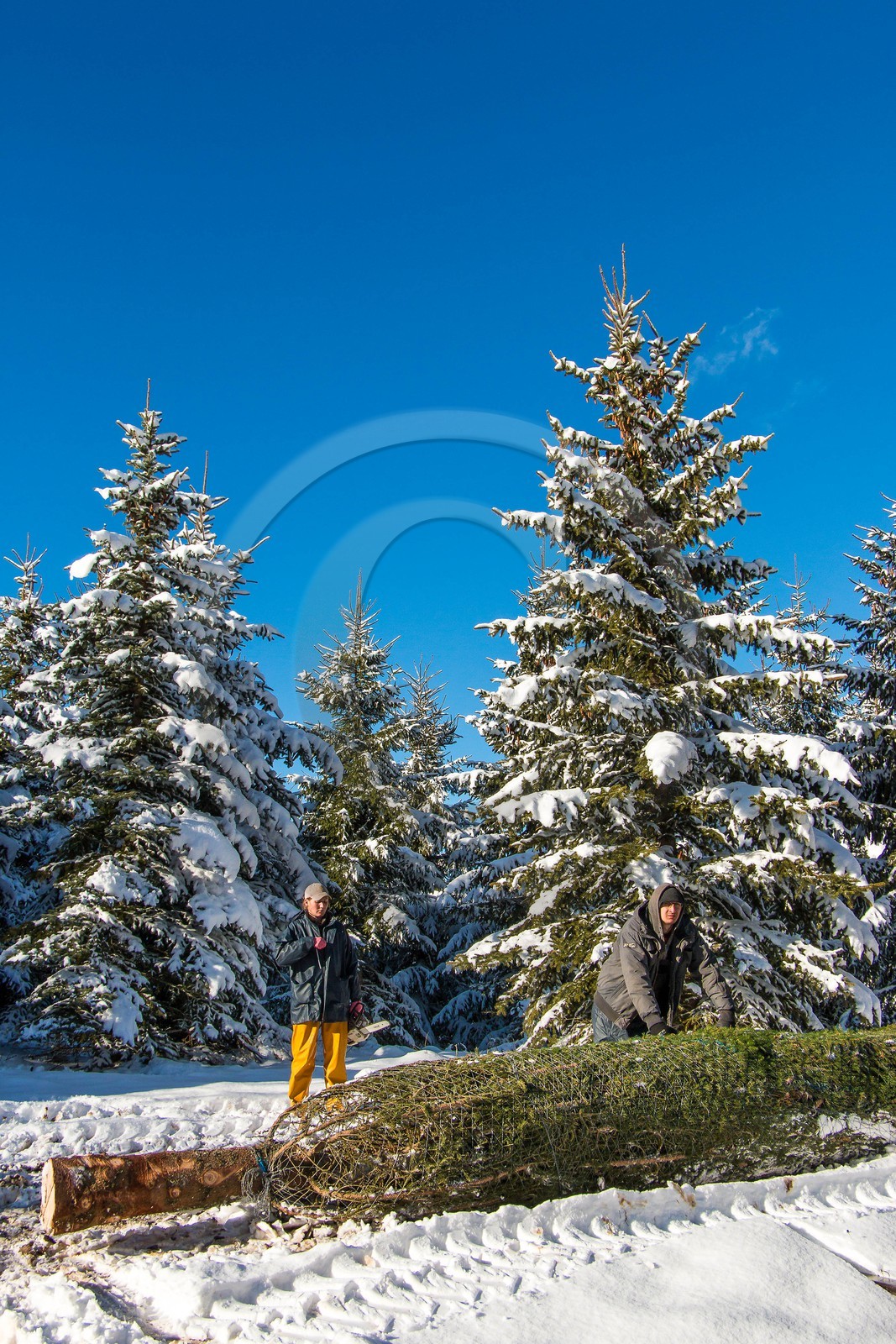Pépinière Robin, producteur de sapin de Noël