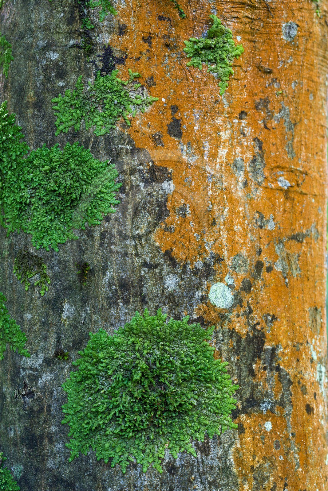 ENS de l'Isère, espace alluvial de la Rolande